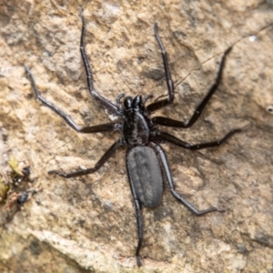 Trachycosmidae (family) at Paddys River, ACT - 3 Mar 2023 01:07 PM