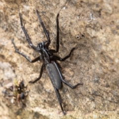 Trachycosmidae (family) at Paddys River, ACT - 3 Mar 2023 01:07 PM