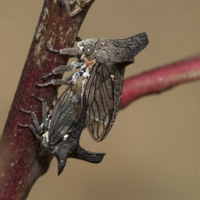 Ceraon vitta (Treehopper) at Kambah, ACT - 3 Mar 2023 by AlisonMilton