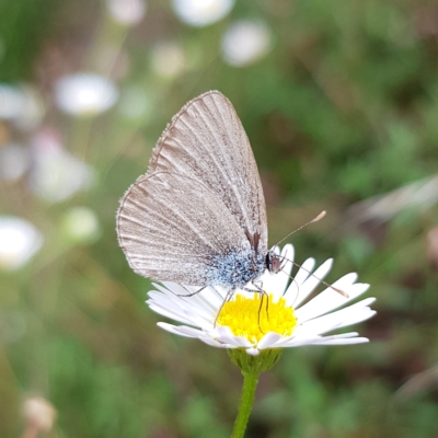 Zizina otis (Common Grass-Blue) at Kambah, ACT - 4 Mar 2023 by MatthewFrawley