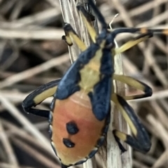 Amorbus (genus) (Eucalyptus Tip bug) at Higgins, ACT - 4 Mar 2023 by Jillw