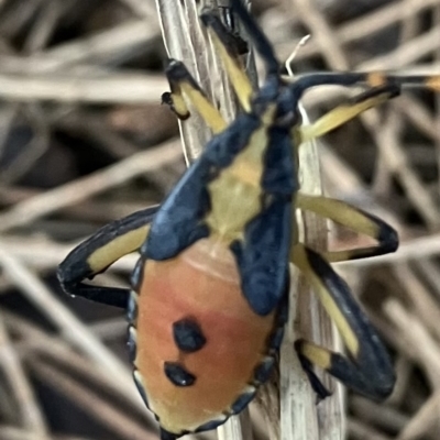 Amorbus sp. (genus) (Eucalyptus Tip bug) at Higgins Woodland - 4 Mar 2023 by Jillw