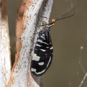 Porismus strigatus at Kambah, ACT - 3 Mar 2023