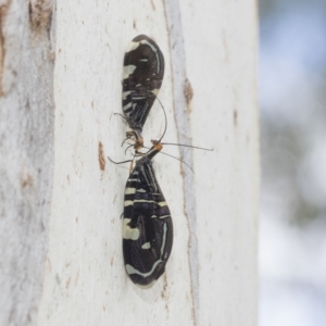 Porismus strigatus at Kambah, ACT - 3 Mar 2023