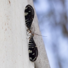 Porismus strigatus at Kambah, ACT - 3 Mar 2023