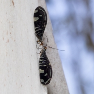 Porismus strigatus at Kambah, ACT - 3 Mar 2023