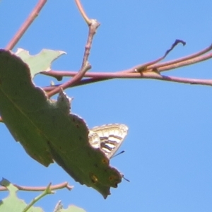 Ogyris amaryllis at Coree, ACT - 4 Mar 2023