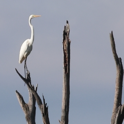 Ardea alba (Great Egret) at Wonga Wetlands - 26 Feb 2023 by KylieWaldon
