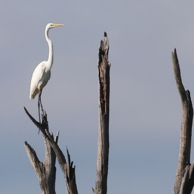 Ardea alba (Great Egret) at Splitters Creek, NSW - 26 Feb 2023 by KylieWaldon