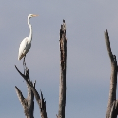Ardea alba (Great Egret) at Wonga Wetlands - 25 Feb 2023 by KylieWaldon