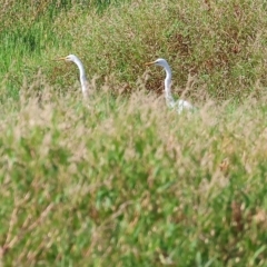 Ardea alba at Splitters Creek, NSW - 26 Feb 2023 09:11 AM
