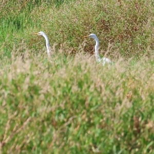 Ardea alba at Splitters Creek, NSW - 26 Feb 2023 09:11 AM