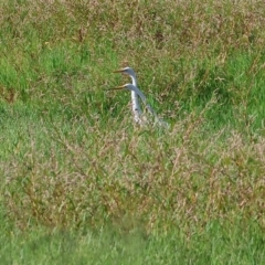 Ardea alba at Splitters Creek, NSW - 26 Feb 2023 09:11 AM