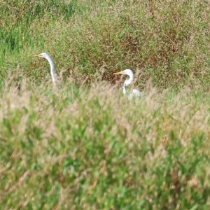Ardea alba at Splitters Creek, NSW - 26 Feb 2023 09:11 AM