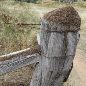 Papyrius sp. (genus) at Coree, ACT - suppressed