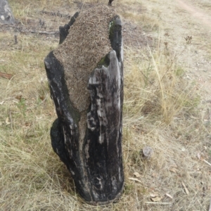 Papyrius sp. (genus) at Coree, ACT - suppressed