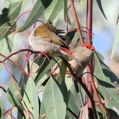 Neochmia temporalis (Red-browed Finch) at Belvoir Park - 4 Mar 2023 by KylieWaldon