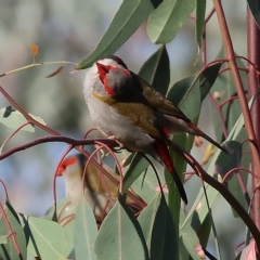 Neochmia temporalis at Wodonga, VIC - 4 Mar 2023