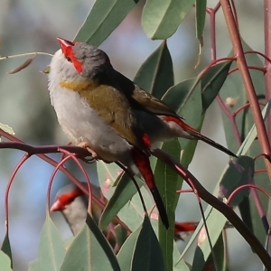 Neochmia temporalis at Wodonga, VIC - 4 Mar 2023