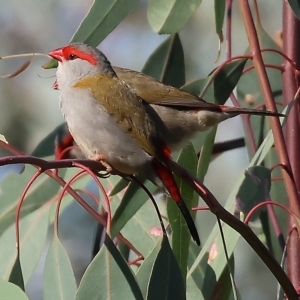 Neochmia temporalis at Wodonga, VIC - 4 Mar 2023