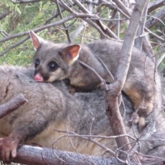 Trichosurus vulpecula at Holt, ACT - 4 Mar 2023 05:45 PM