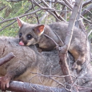 Trichosurus vulpecula at Holt, ACT - 4 Mar 2023 05:45 PM