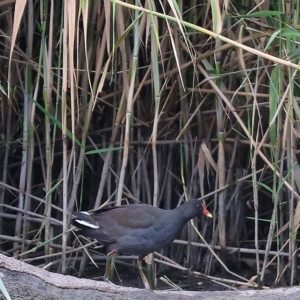 Gallinula tenebrosa at Splitters Creek, NSW - 26 Feb 2023 08:13 AM