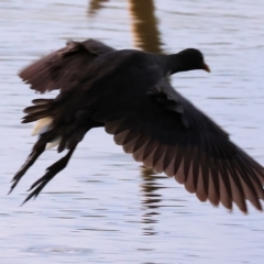 Gallinula tenebrosa at Splitters Creek, NSW - 26 Feb 2023 08:13 AM