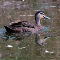 Anas superciliosa (Pacific Black Duck) at Wonga Wetlands - 25 Feb 2023 by KylieWaldon