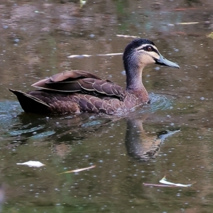 Anas superciliosa at Splitters Creek, NSW - 26 Feb 2023