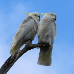 Cacatua galerita (Sulphur-crested Cockatoo) at Wonga Wetlands - 26 Feb 2023 by KylieWaldon