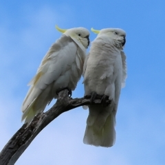 Cacatua galerita (Sulphur-crested Cockatoo) at Albury - 25 Feb 2023 by KylieWaldon