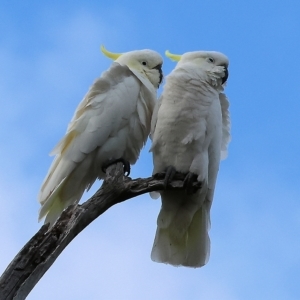 Cacatua galerita at Splitters Creek, NSW - 26 Feb 2023 08:23 AM