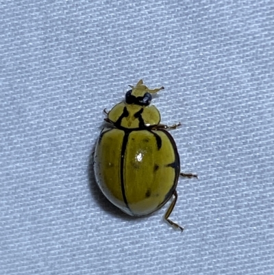 Harmonia testudinaria (Tortoise-shelled ladybird) at Jerrabomberra, NSW - 4 Mar 2023 by SteveBorkowskis