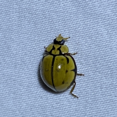 Harmonia testudinaria (Tortoise-shelled ladybird) at QPRC LGA - 4 Mar 2023 by Steve_Bok