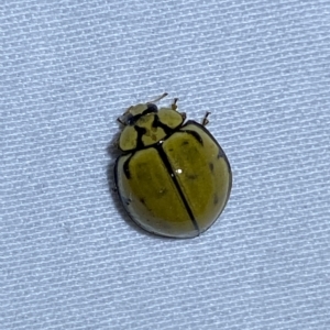 Harmonia testudinaria at Jerrabomberra, NSW - 4 Mar 2023