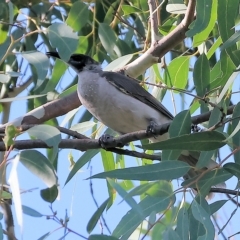 Philemon citreogularis (Little Friarbird) at Wodonga - 3 Mar 2023 by KylieWaldon
