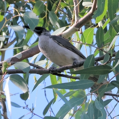 Philemon citreogularis (Little Friarbird) at Wodonga, VIC - 4 Mar 2023 by KylieWaldon