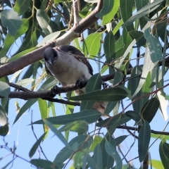 Philemon citreogularis at Wodonga, VIC - 4 Mar 2023