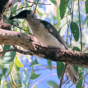 Philemon citreogularis at Wodonga, VIC - 4 Mar 2023