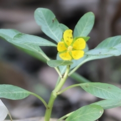 Ludwigia peploides subsp. montevidensis (Water Primrose) at Wonga Wetlands - 25 Feb 2023 by KylieWaldon