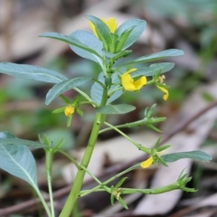 Ludwigia peploides subsp. montevidensis at Splitters Creek, NSW - 26 Feb 2023