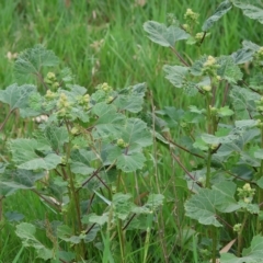 Xanthium strumarium at Splitters Creek, NSW - 26 Feb 2023 08:55 AM