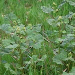 Xanthium strumarium at Splitters Creek, NSW - 26 Feb 2023