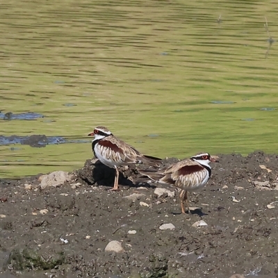 Charadrius melanops (Black-fronted Dotterel) at Wodonga, VIC - 3 Mar 2023 by KylieWaldon