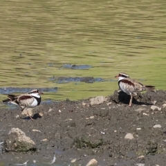 Charadrius melanops at Wodonga, VIC - 4 Mar 2023 09:58 AM