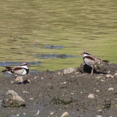 Charadrius melanops at Wodonga, VIC - 4 Mar 2023 09:58 AM