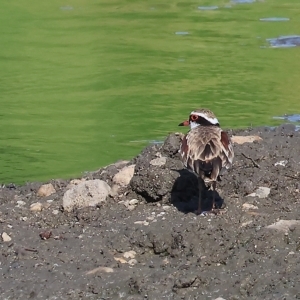 Charadrius melanops at Wodonga, VIC - 4 Mar 2023 09:58 AM