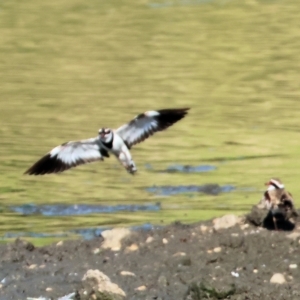 Charadrius melanops at Wodonga, VIC - 4 Mar 2023 09:58 AM