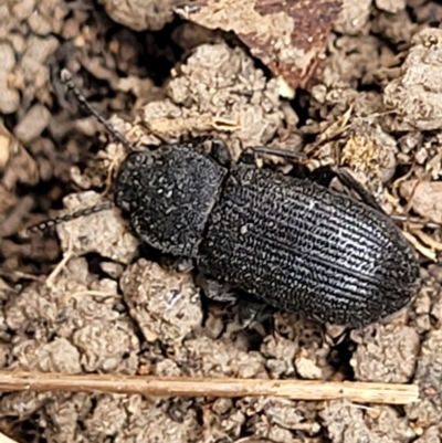 Isopteron sp. (genus) (A darkling beetle) at Wamboin, NSW - 4 Mar 2023 by trevorpreston